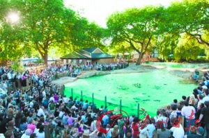 英游客体验动物派对 动物园老虎被泼啤酒（图）