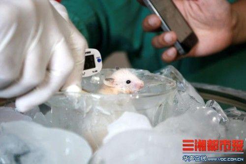 医生实验揭陈光标冰桶挑战造假：小白鼠精囊冻结