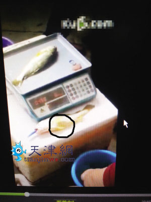 20厘米长黄鱼 打进6管水