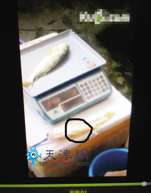20厘米长黄鱼 打进6管水