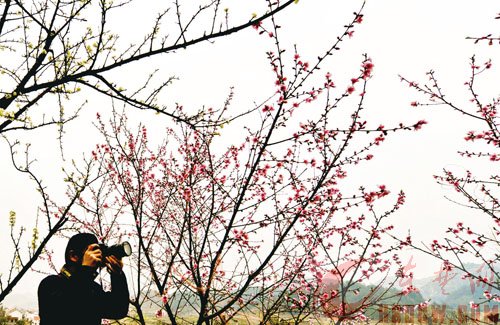 沼山三月“桃花宴”