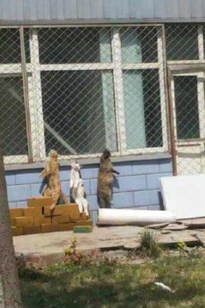 北京药厂吊死多只猫？药企回应系医药研究流程