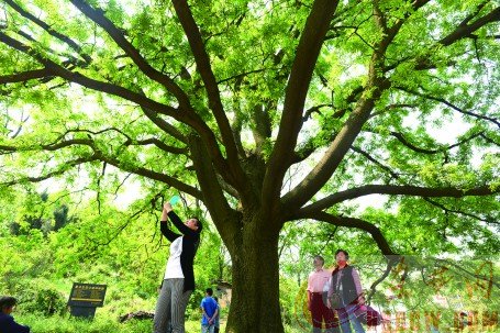 登山步道上看古树 登山步道上看古树