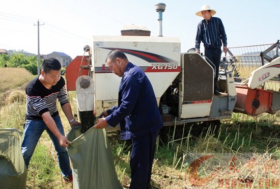 油菜机械化生产示范基地迎来大丰收