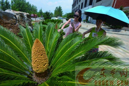 （图片新闻）6棵铁树齐开花