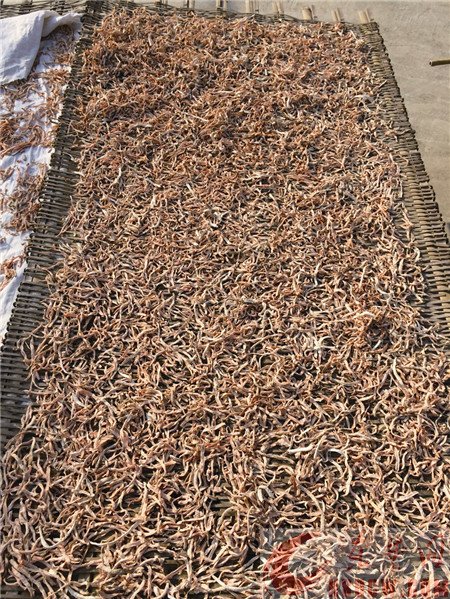 传统农业如何搭乘快车 传统农业如何搭乘快车