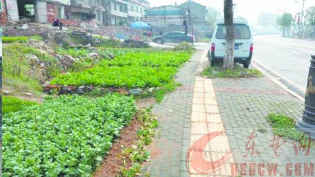 10条示范绿道即将开建 彩色自行车道穿行其中