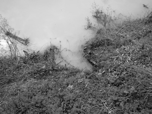 北仑惊现“牛奶河”