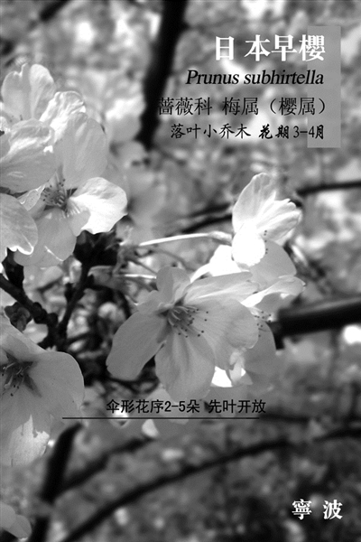 三四月宁波去日本看樱花的人爆棚 直飞往返较低2600元