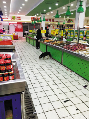 堂而皇之逛超市、上公交 公共场所频现宠物犬谁来管？