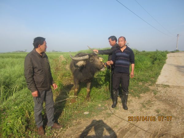 4月2日镇防疫员正准备给钟桥村农户耕牛打防疫疫苗