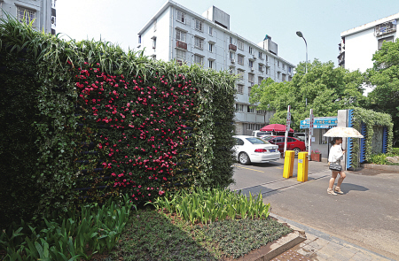 转角撞见精致花镜 百丈路试点“立体绿化”改造