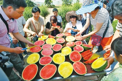 哈尔滨研制新成果功能性西瓜 3斤重的小瓜卖到30元