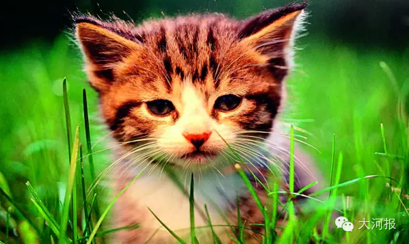 收藏!看这只喵就能测出眼睛有啥问题!护眼重点全在这