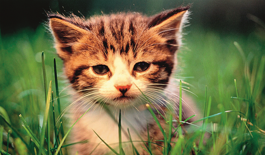 收藏!看这只喵就能测出眼睛有啥问题!护眼重点全在这