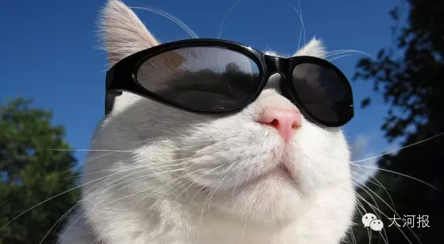 收藏!看这只喵就能测出眼睛有啥问题!护眼重点全在这