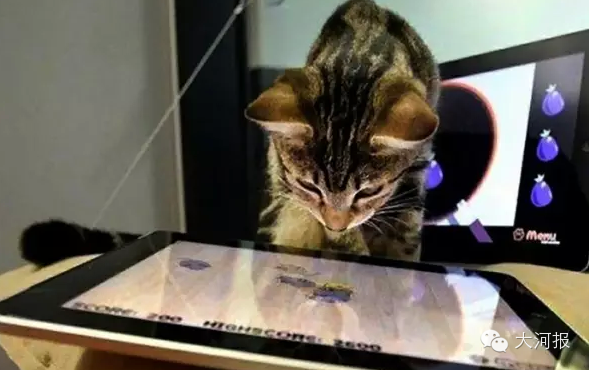 收藏!看这只喵就能测出眼睛有啥问题!护眼重点全在这