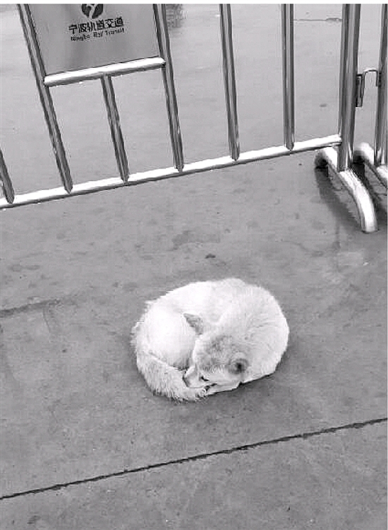 地铁东环南路站C出口的狗狗 你在等主人吗