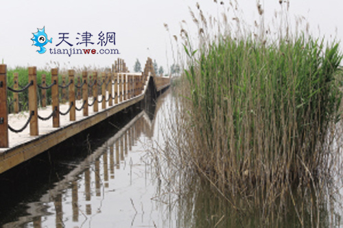 宝坻千亩芦苇荡公园 6月底纳客