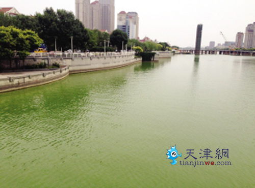 这段海河水为嘛变绿了