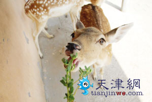 津动物园绿化面积高 动物吃