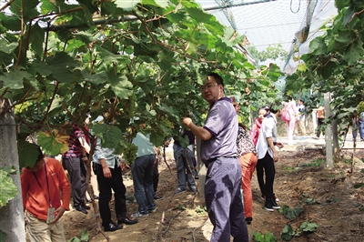 彭墩富硒葡萄采摘园