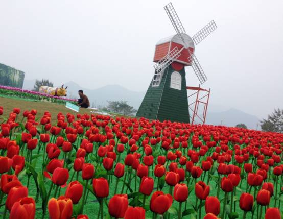 郁金香!大风车!荷兰风情园!宜昌之星那么美,我要去看看