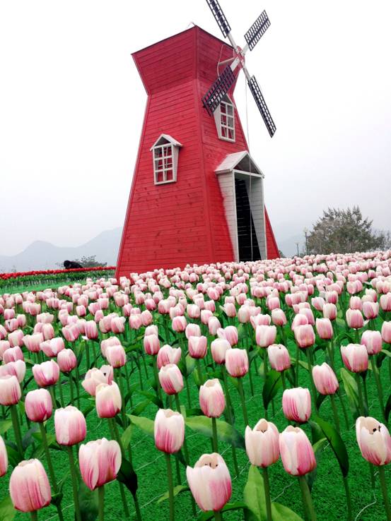 郁金香!大风车!荷兰风情园!宜昌之星那么美,我要去看看