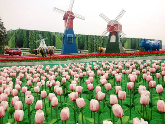 郁金香!大风车!荷兰风情园!宜昌之星那么美,我要去看看