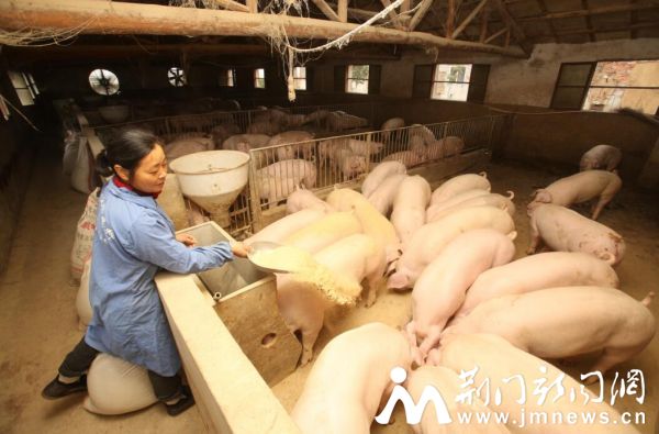 工作组帮养猪户发展生态循环模式,吸引越来越多的村民养猪致富。