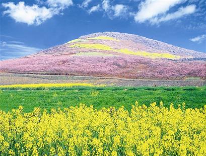图为：屈家岭农谷核心区万亩黄桃基地