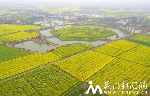 沙洋油菜花