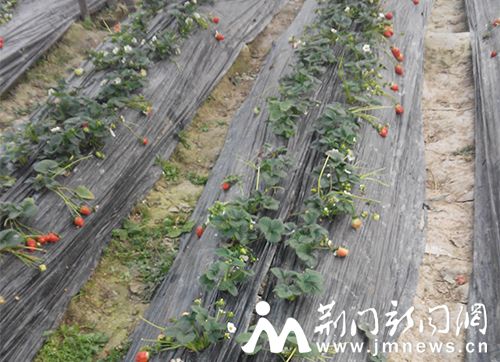 草莓种植基地里的大棚草莓