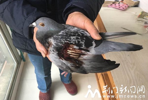 受伤的信鸽。荆门晚报记者 刘娇 摄