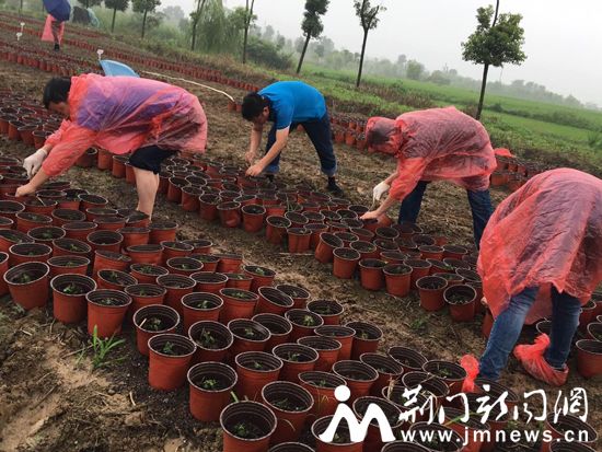 将千头菊上盆栽