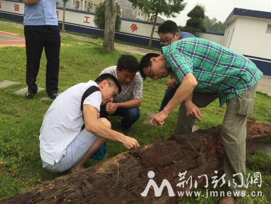 专家正在采集乌木的样本