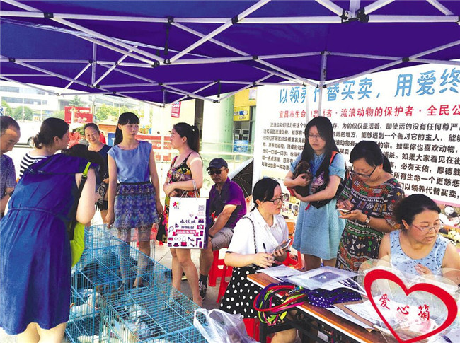 关爱流浪动物 温暖停不下来