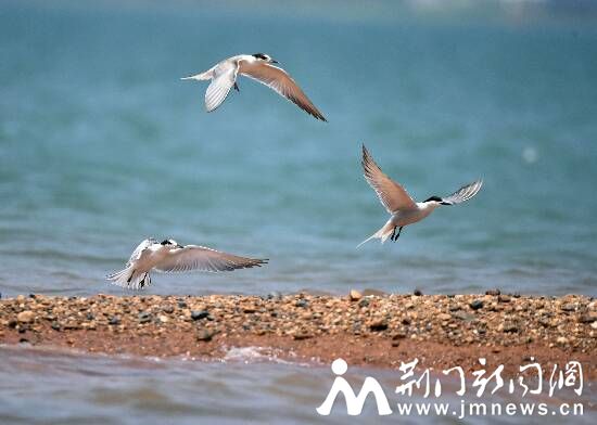 鸥鸟DSC_4066_副本