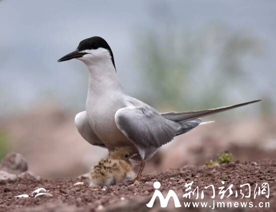 大燕鸥护小鸟 DSC_5782_副本