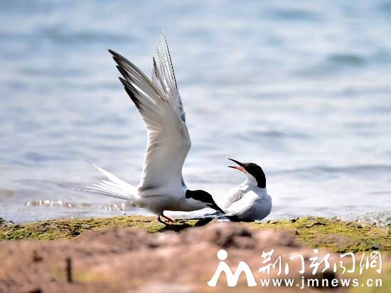 鸥鸟交配DSC_6872_副本