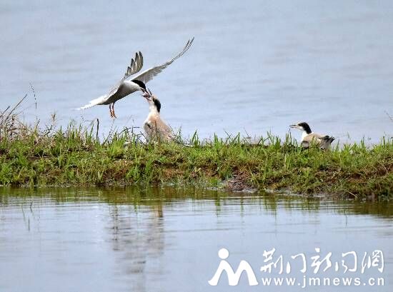 鸥鸟喂食 DSC_6517_副本_副本