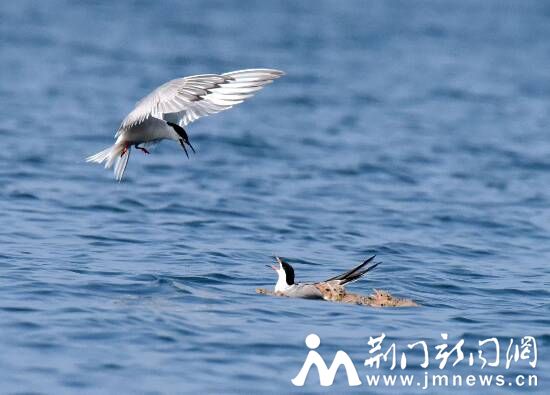 水中护送小燕鸥  DSC_2078_副本_副本