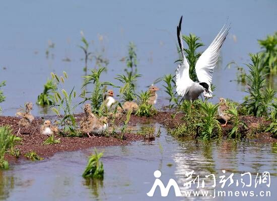 小燕鸥呼唤大燕鸥归来  DSC_2312_副本