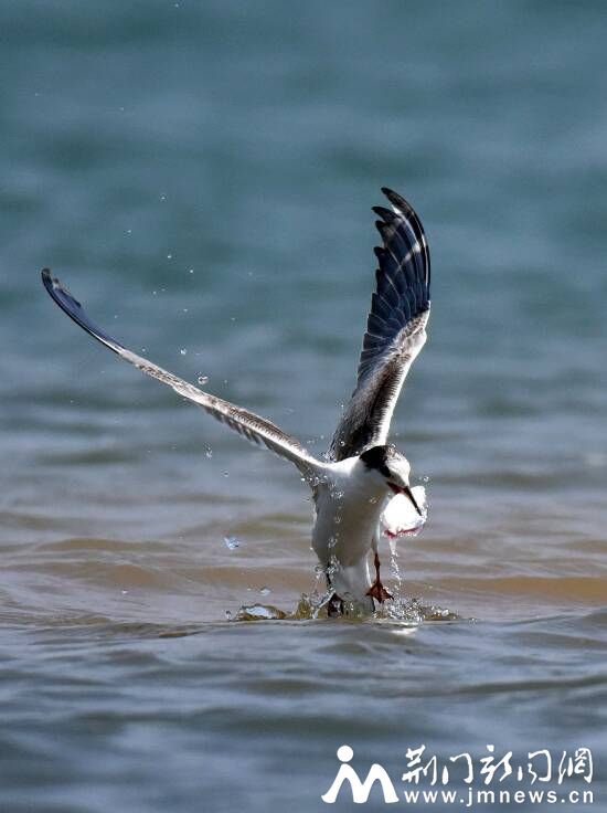 燕鸥捕鱼DSC_3029_副本_副本