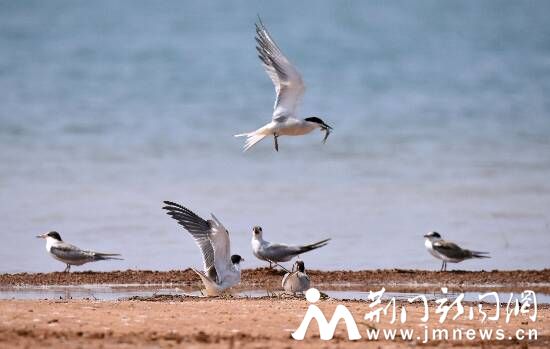 鸥鸟DSC_8740_副本