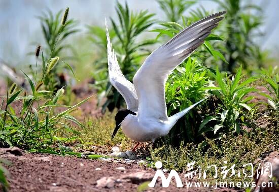 燕鸥产蛋 DSC_6587_副本