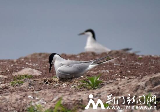 燕鸥孵鸟DSC_1056_副本