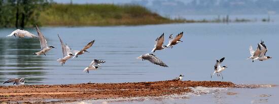 燕鸥齐飞翔 DSC_7253_副本_副本
