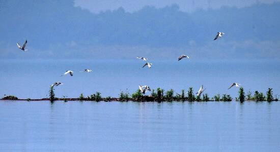 燕鸥育雏岛被淹没 DSC_9533_副本_副本