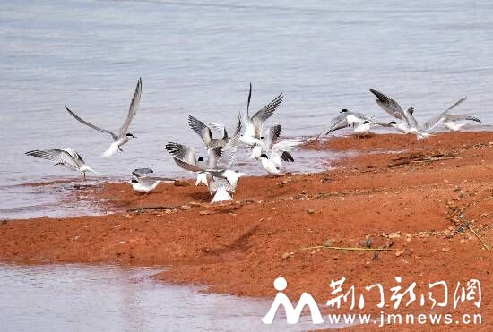 漳河半岛栖息的燕鸥 DSC_1604_副本